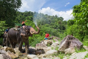 elephant-trek